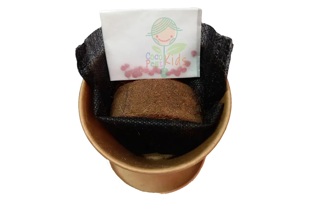 produk cocokids2.webp